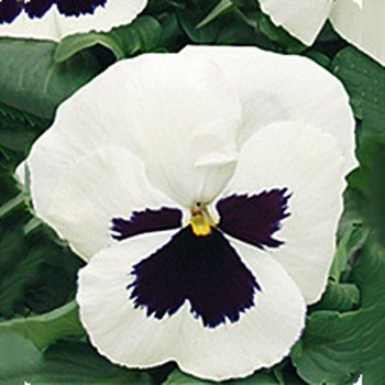 Династия White Blotch семян фиалки (Kitano Seeds)