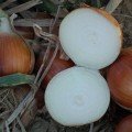 Дрогон F1 семян лука репчатого (Soto Seeds)