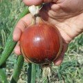 Дрогон F1 семян лука репчатого (Soto Seeds)