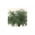 Дукат семян укропа (Hortus)