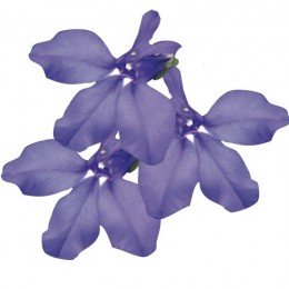 Палац синій (blue) насіння лобелії (Benary)
