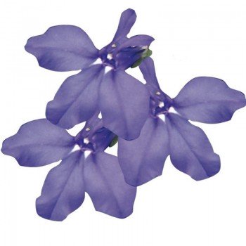 Палац синій (blue) насіння лобелії (Benary)