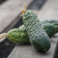 Эколь F1 семена огурца партенокарп. раннего 40-42 дн. 8-12 см (Syngenta)