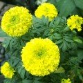 Еквінокс лимонні насіння чорнобривців (Hem Zaden)