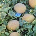 ЄС 25157 F1 (ES 25157 F1) насіння дині (Ergon seeds)