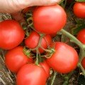 Эскорт семян помидора детерминантного (Semo)