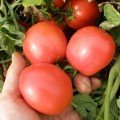 Ескорт насіння помідора детермінантного (Semo)