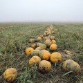 Эсо семян тыквы (Semo)