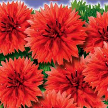 Фаворит червоний (red) насіння волошки махрової (GL Seeds)