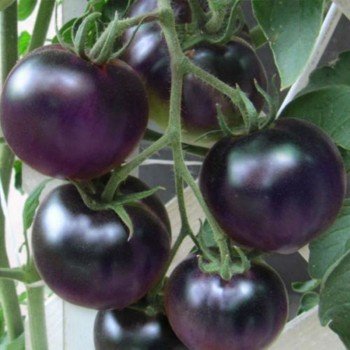 Фіолетове насіння помідора індетермінантного (GL Seeds)