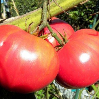 Фламінго F1 насіння помідора детермінантного (Dorsing Seeds)