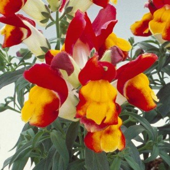 Флорал Шоуер F1 red & yellow насіння антирринуму карликового однорічн. до 20 см (Sakata)