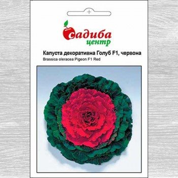 Голубь F1 красные семена капусты декоративной (Satimex)