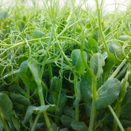 Горох вусатий насіння мікрозелене (Agrocity)