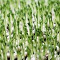 Горох вусатий насіння мікрозелене (Agrocity)