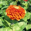Гіганти Бенарі помаранчеві (orange) насіння майор (Benary)