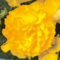 Гоу-Гоу F1 жовта (yellow) насіння бегонії (Syngenta)