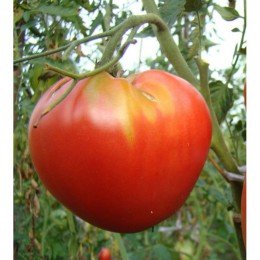Гулливер семян помидора индетерминантного (GL Seeds)