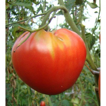 Гулливер семян помидора индетерминантного (GL Seeds)