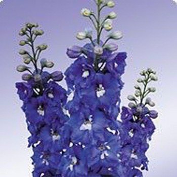 Икебана Mid Blue семена дельфиниума альпийского (Kitano Seeds)