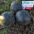 Блесткие F1 (INX 1748 F1) семена арбуза раннего (Innova Seeds)