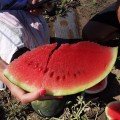 Блесткие F1 (INX 1748 F1) семена арбуза раннего (Innova Seeds)