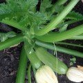 Ренди F1 (INX 5286 F1) насіння кабачка (Innova Seeds)