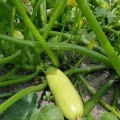 Ренди F1 (INX 5286 F1) насіння кабачка (Innova Seeds)