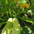 Ренди F1 (INX 5286 F1) насіння кабачка (Innova Seeds)