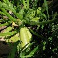 Ренди F1 (INX 5286 F1) насіння кабачка (Innova Seeds)