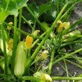 Ренди F1 (INX 5286 F1) насіння кабачка (Innova Seeds)