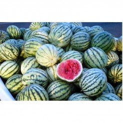Каховский семена арбуза раннего (GL Seeds)