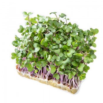 Капуста кольраби семена микрозеленые (Agrocity)