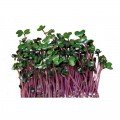 Капуста кольрабі насіння мікрозелене (Agrocity)