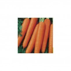 Карлена семян моркови (Satimex)