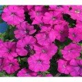 Карлик F1 фіолетова (purple) насіння петунії (Cerny)