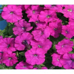 Карлик F1 фиолетовая (purple) семена петунии (Cerny)