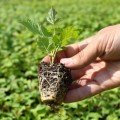 Касета для розсади 96 осередків (42х63х12) без піддону, 60х40см (Agreen)