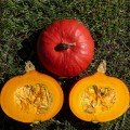 Кенжі Курі F1 Organic насіння гарбуза тип Ред Курі раннього 1,3-1,6 кг (Enza Zaden/Vitalis)