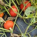 Кенжі Курі F1 Organic насіння гарбуза тип Ред Курі раннього 1,3-1,6 кг (Enza Zaden/Vitalis)