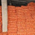 Хайденс F1 семена лука репчатого желтого (LibraSeeds)