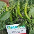 Хірош насіння гіркого перцю (Innova Seeds)