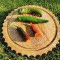 Хірош насіння гіркого перцю (Innova Seeds)