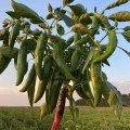 Хірош насіння гіркого перцю (Innova Seeds)
