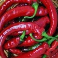 Хірош насіння гіркого перцю (Innova Seeds)