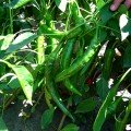 Хірош насіння гіркого перцю (Innova Seeds)