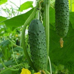 Хоробрий F1 насіння огірка бджолозапилюваного (GL Seeds)