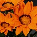 Кісс F1 помаранчева (Orange) насіння газаніі (Syngenta)