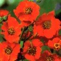 Дзвоник чилійський помаранчевий (orange) насіння (Moravoseed)