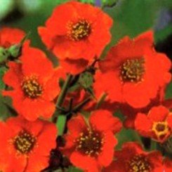 Колокольчик чилийский оранжевый (orange) семян (Moravoseed)